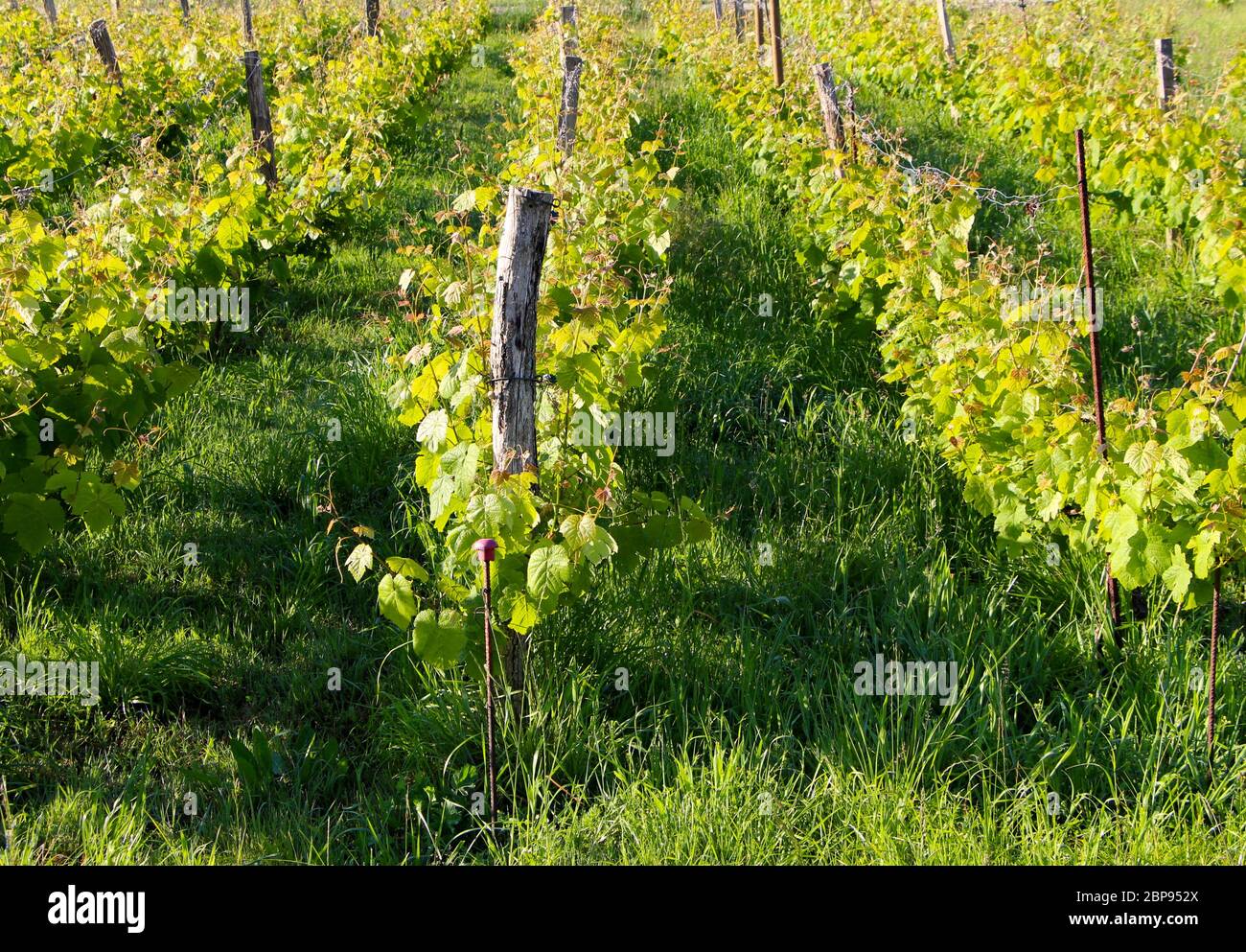 Weinberg im frühen Morgenlicht Vitis vinifera Santander Cantabria Spanien Stockfoto