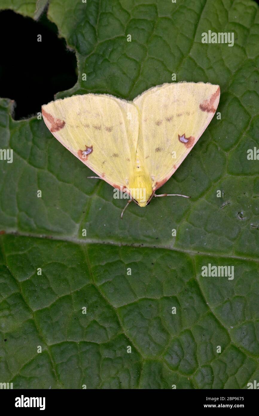 Schwefel-Motte (Opisthograptis Luteolata) Stockfoto