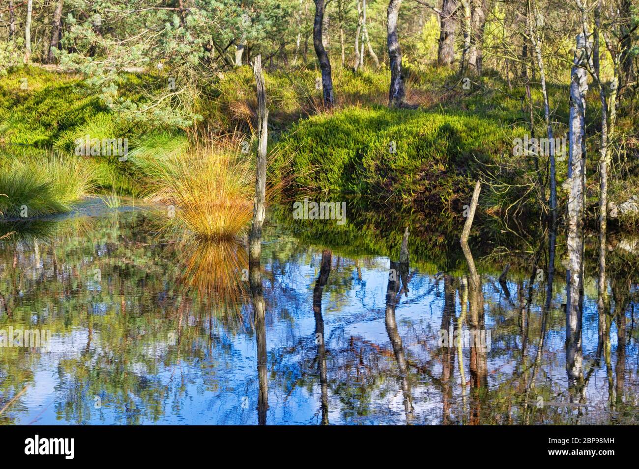 Herbstpanorama im Pietzmoor, Naturschutzgebiet, Naturpark in der Lüneburger Heide Norddeutschland Stockfoto