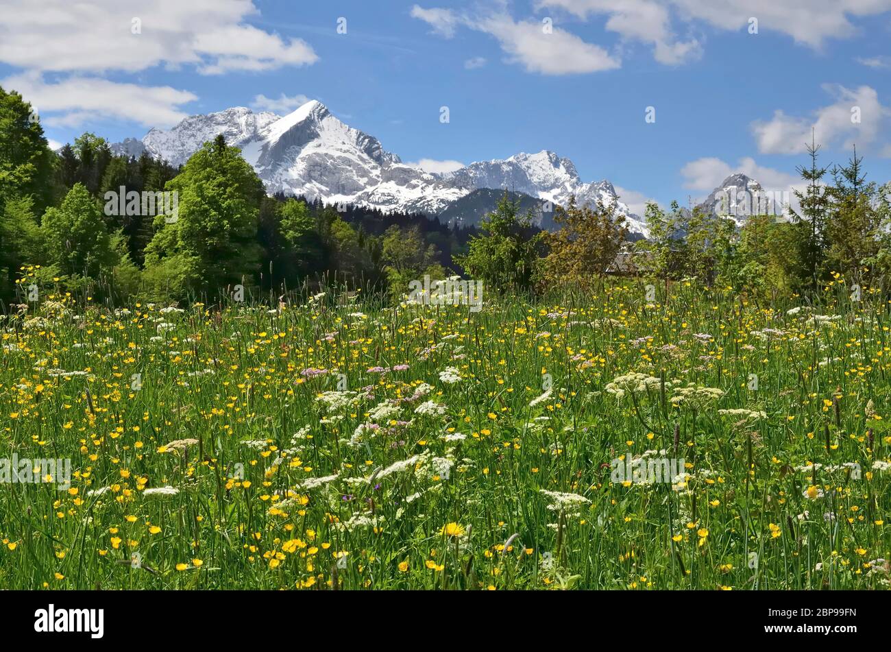 Frühlingswiese bei Garmisch-Partenkirchen Stockfoto