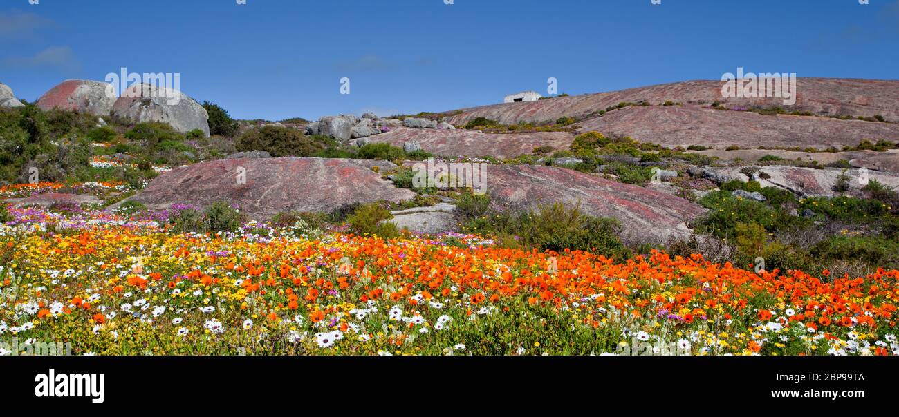 westküste Südafrika Blumenlandschaft die Westküste Stockfoto