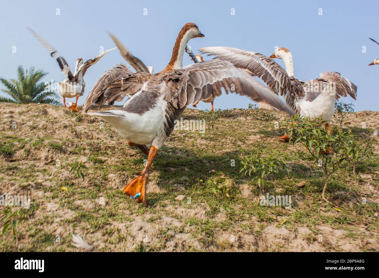 Eine Schar Schwan, die auf einer Dorfstraße, bei Kala Bagi, Khulna läuft. Bangladesch. Stockfoto