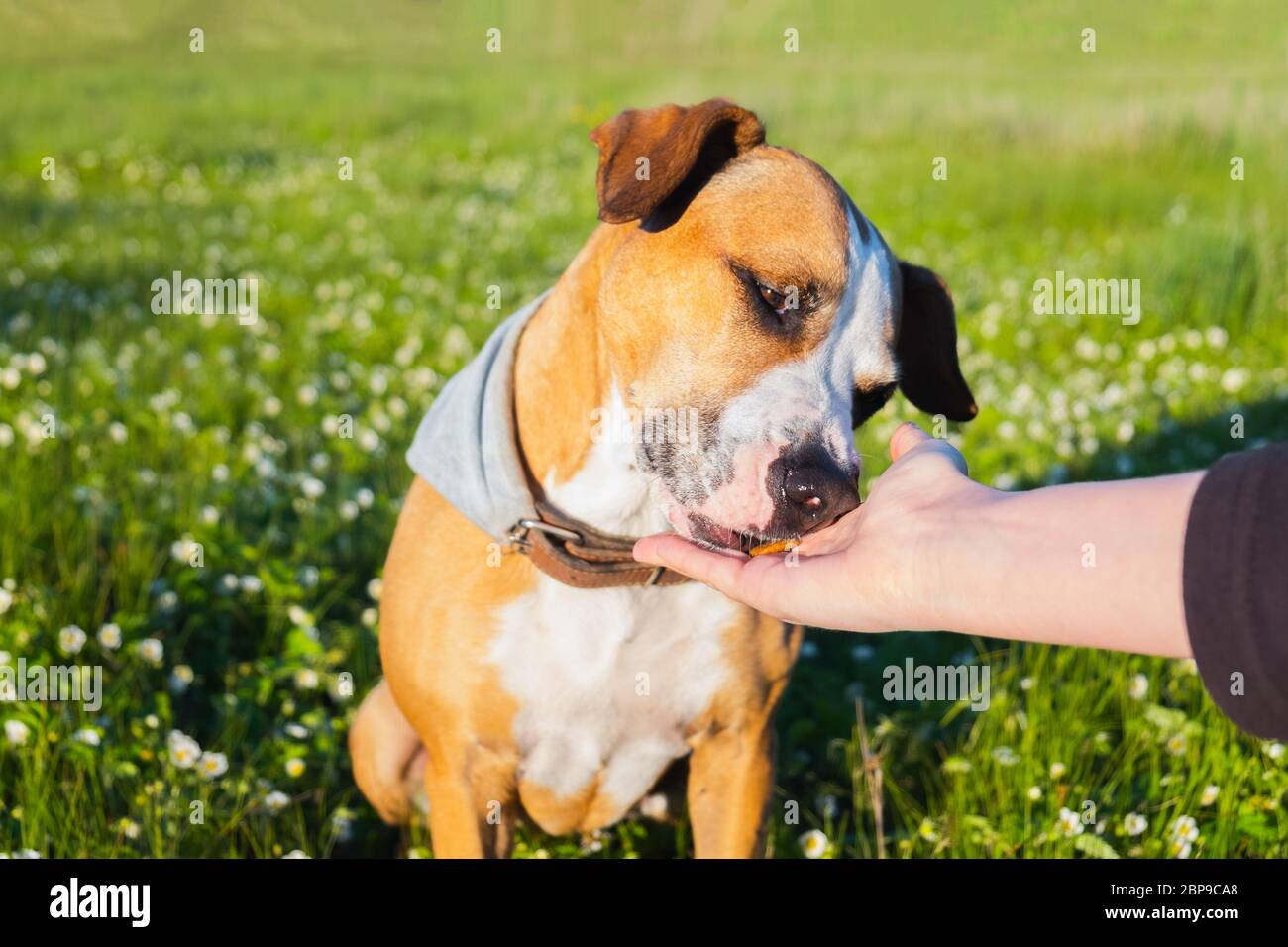 Geben Sie eine Freude an einen Hund im Freien. Menschliche Hand, die Nahrung zu einem Welpen im grünen Feld, im späten Frühjahr oder Sommer und Abend Sonne Licht Szene Stockfoto