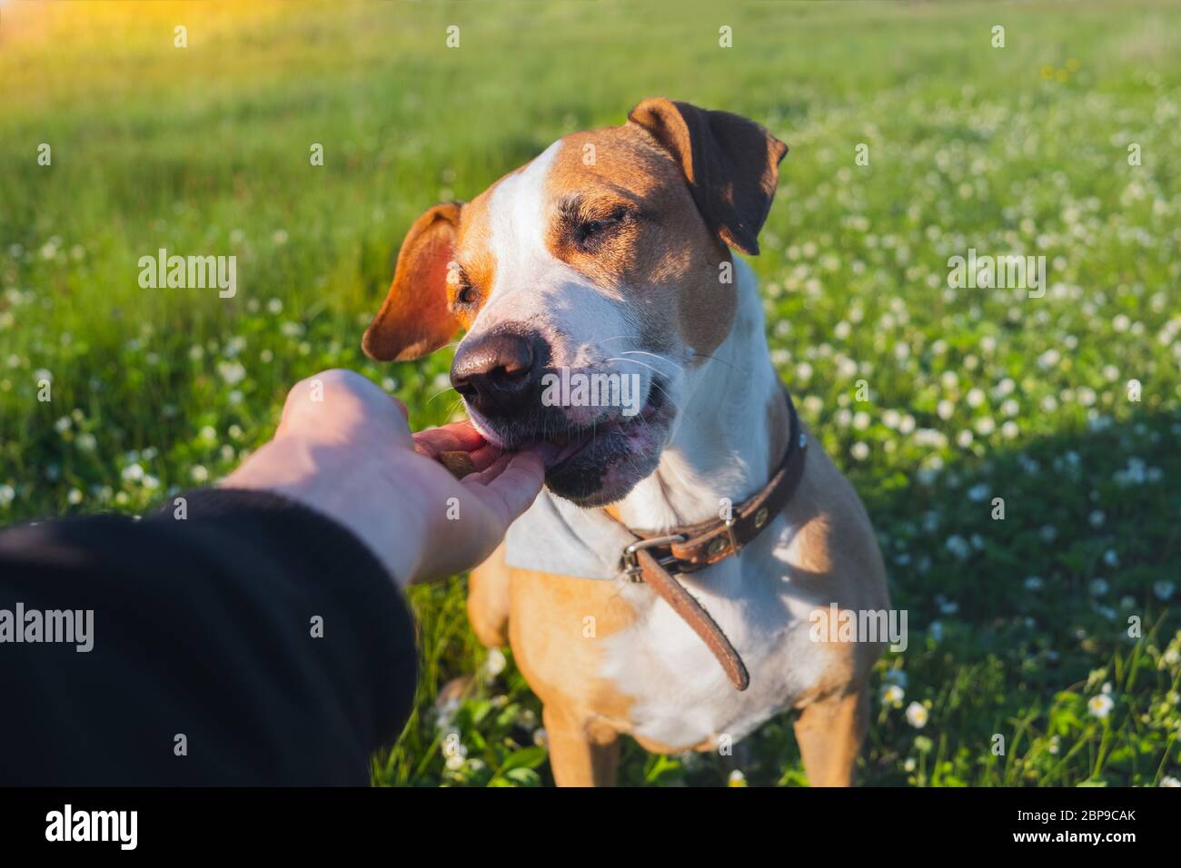 Geben Sie eine Freude an einen Hund im Freien. Menschliche Hand, die einem Welpen im grünen Feld, im späten Frühjahr oder Sommer Nahrung gibt Stockfoto