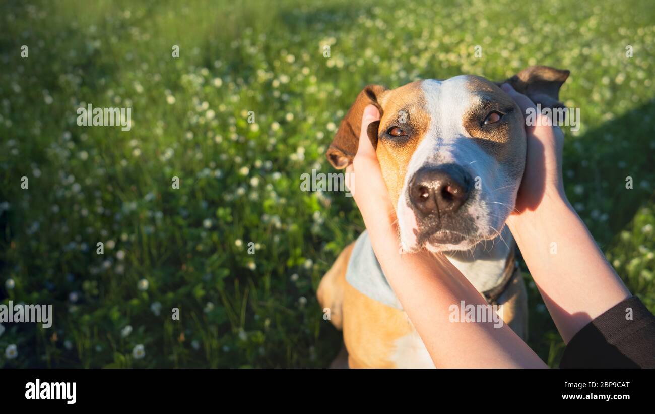 Entspanntes Hundegesicht in menschlichen Händen zwischen grüner Wiese und Blumen. Haustier und Besitzer Begleitung, Vertrauen und Zuneigung Konzept, Wandern im Freien im Sommer Stockfoto