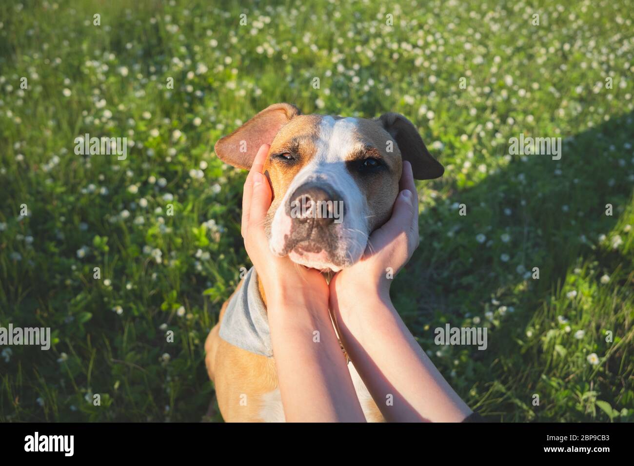 Entspanntes Hundegesicht in menschlichen Händen zwischen grüner Wiese und Blumen. Haustier und Besitzer Begleitung, Vertrauen und Zuneigung Konzept, Wandern im Freien im Sommer Stockfoto