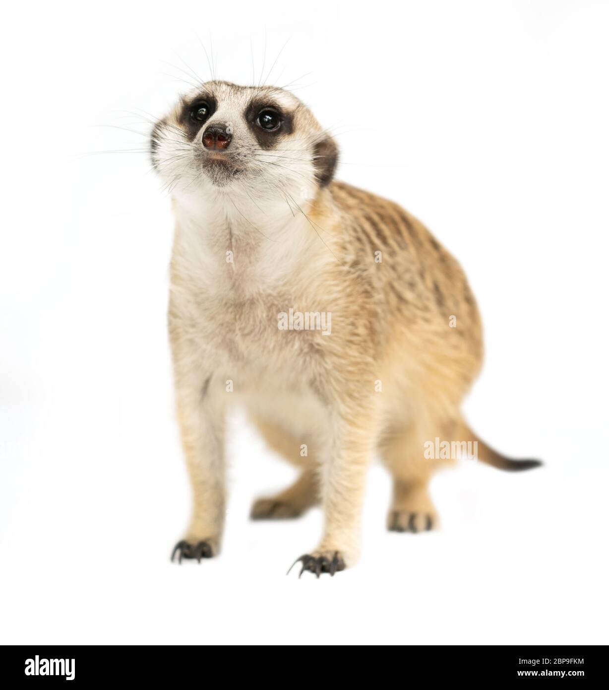 Süße Erdmännchen (Suricata suricatta) auf weißem Hintergrund Stockfoto