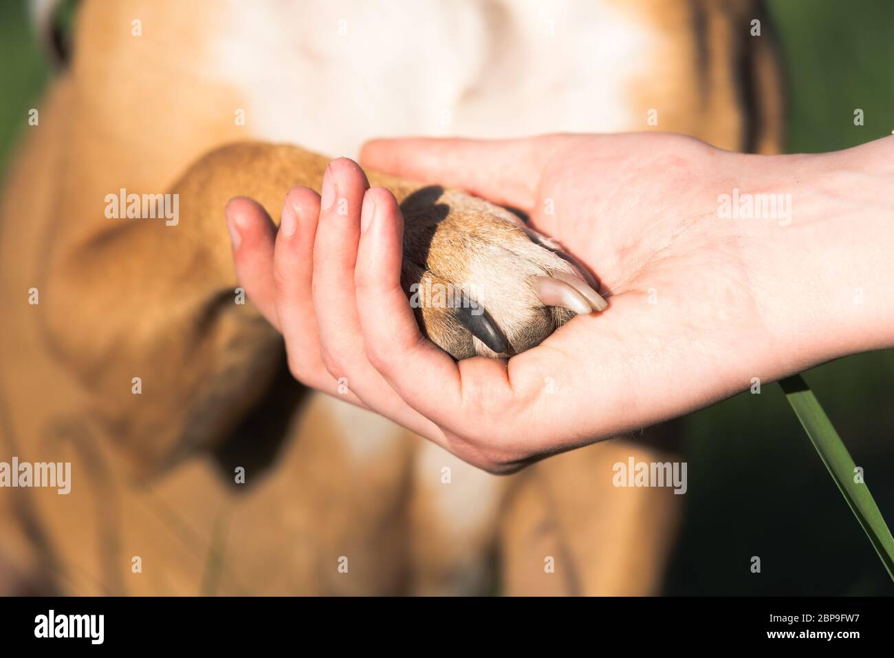 Hundehalter in der menschlichen Hand, Nahaufnahme. Tierbetreuung, Therapiehund, feste Freundschaft und Vertrauenskonzept Stockfoto