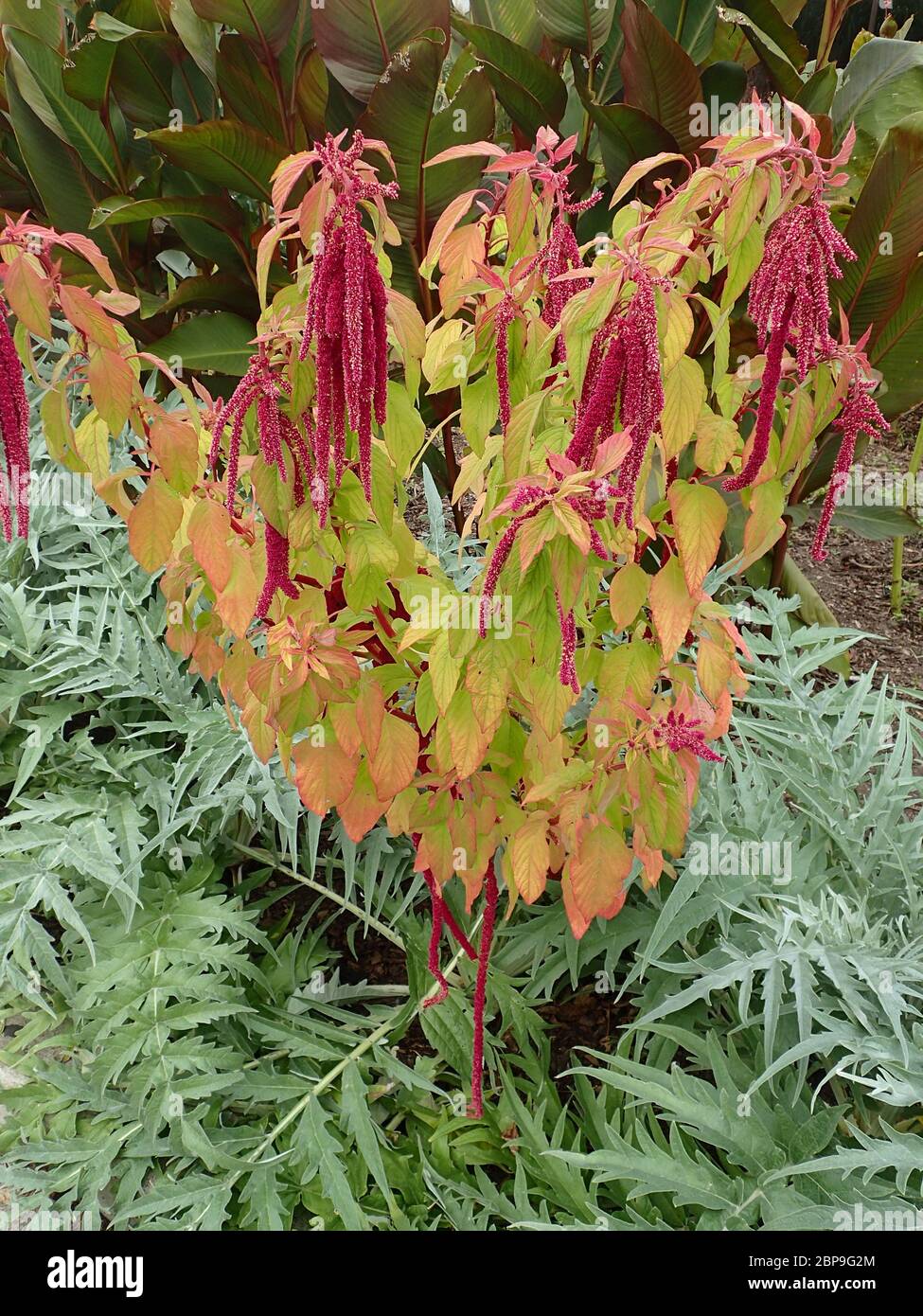 Königlicher Botanischer Garten Blumen Stockfoto