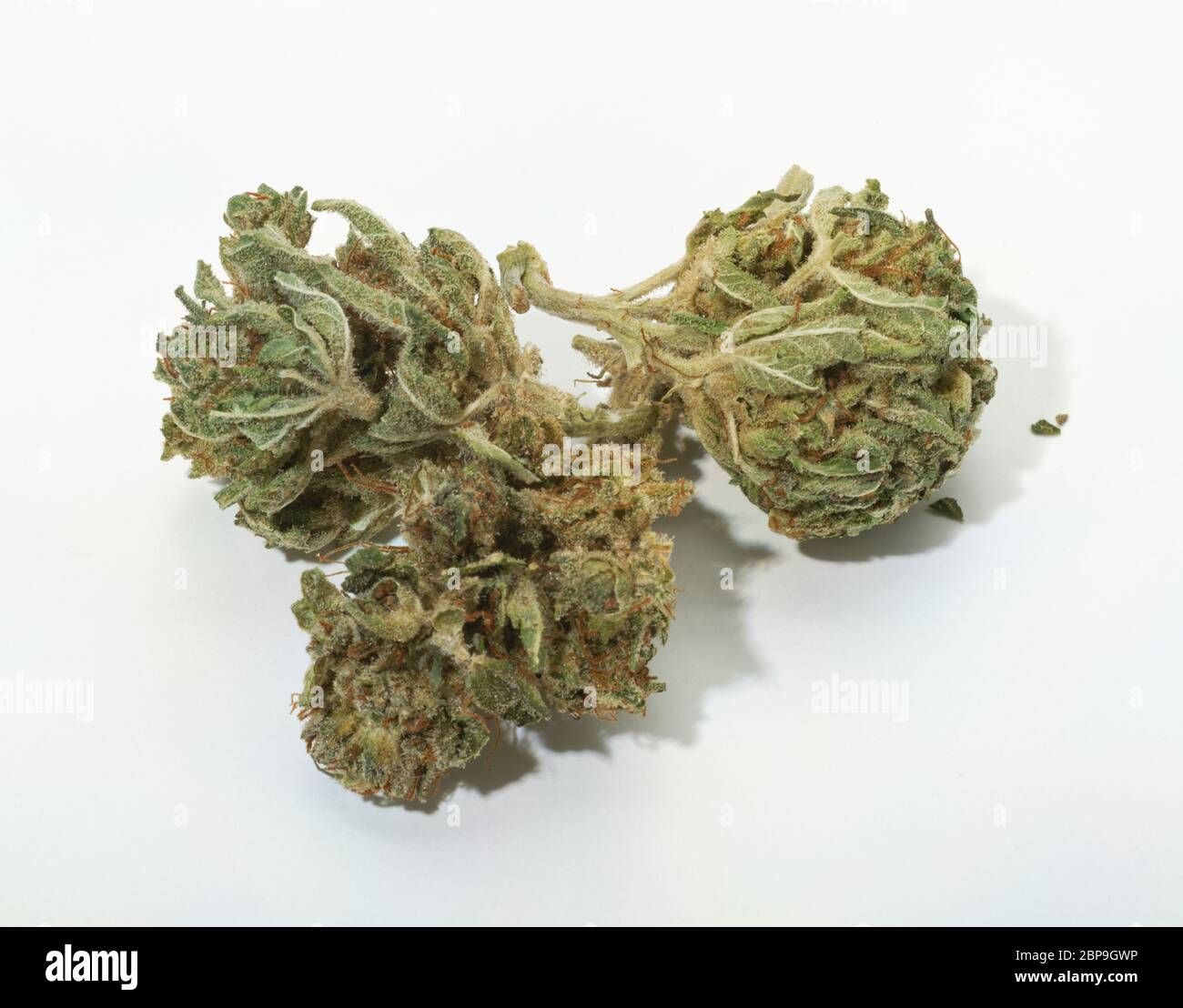 Eine enge Knospe der Cannabispflanze. Getrocknet und rauchfertig. Stockfoto