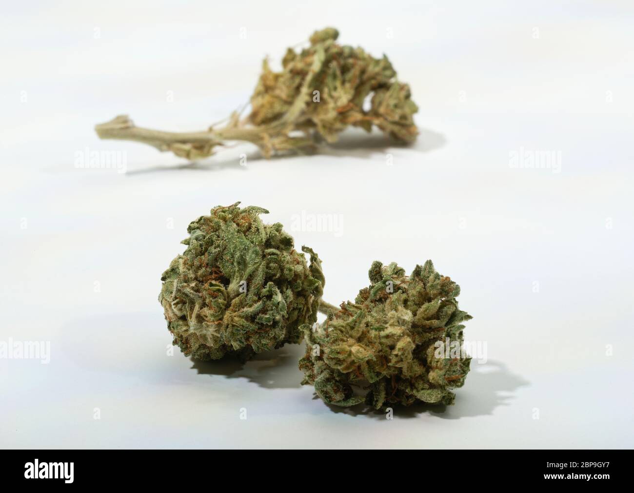 Eine enge Knospe der Cannabispflanze. Getrocknet und rauchfertig. Stockfoto