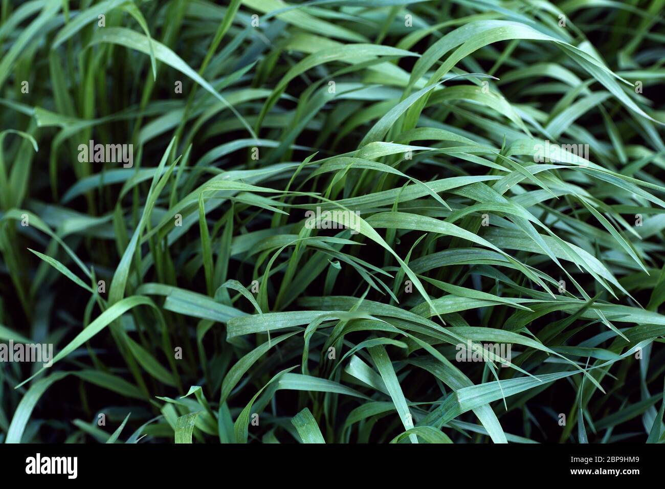 Gras unter dem Wind im Hintergrund Feld. Grünes Sommergras vor einem Sommergewitter. Stockfoto