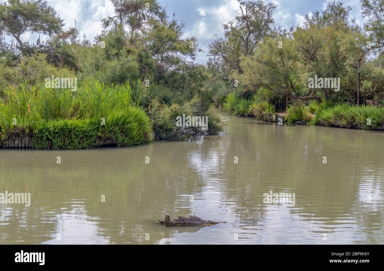 Riparian Landschaft rund um den Regionalen Naturpark der Camargue im Süden Frankreichs Stockfoto