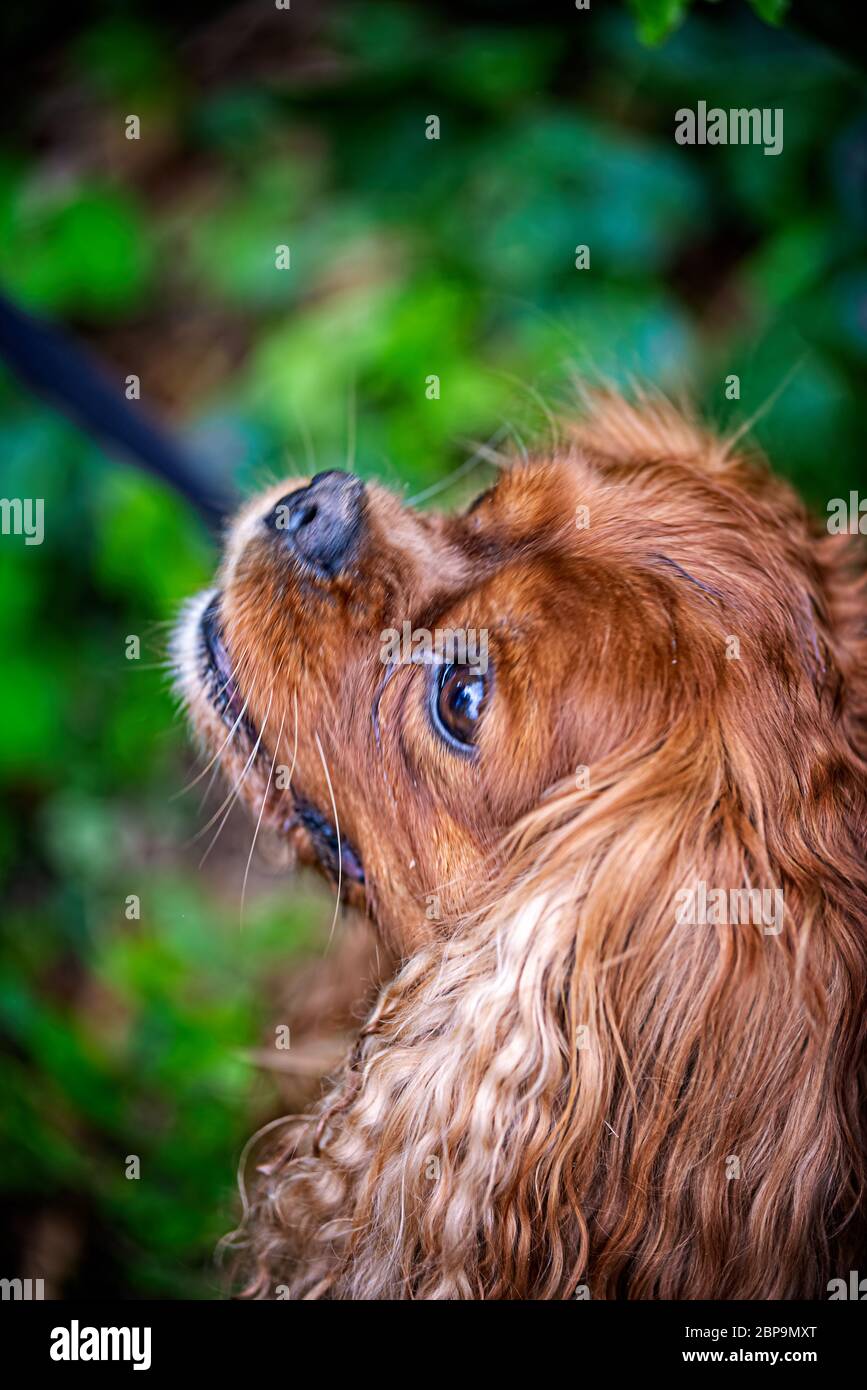 Porträt eines Hundes des Cavalier King Charles Spaniel Stockfoto