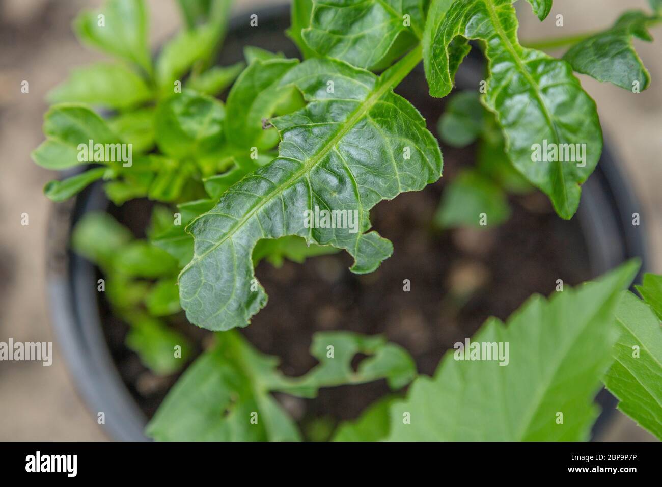 Schaden an Dahlienblättern durch Schnecken Stockfotografie Alamy