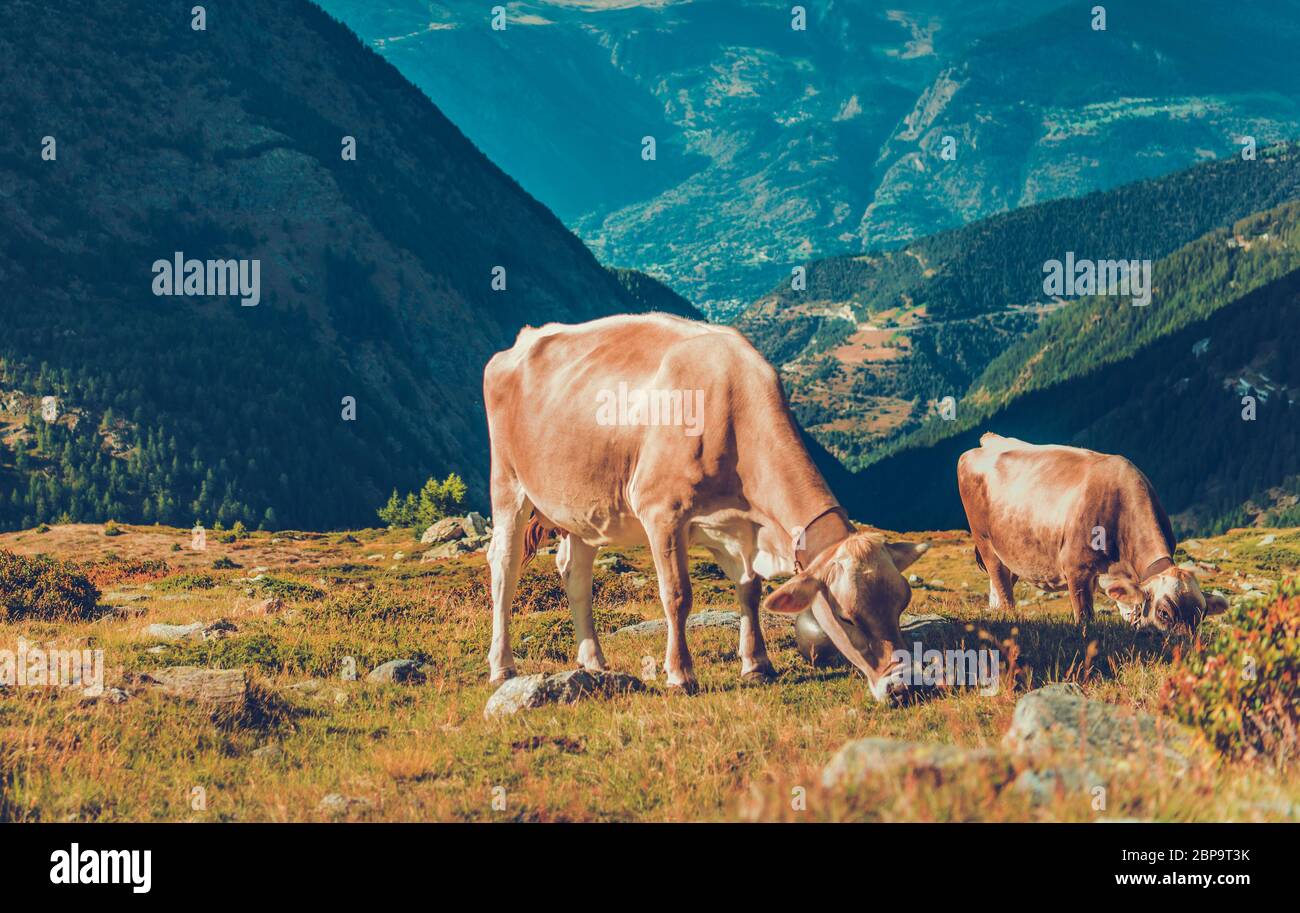 Zwei Große Braune Kühe Weiden In Meadow Auf Dem Gipfel Der High Hills In European Mountain Range. Stockfoto