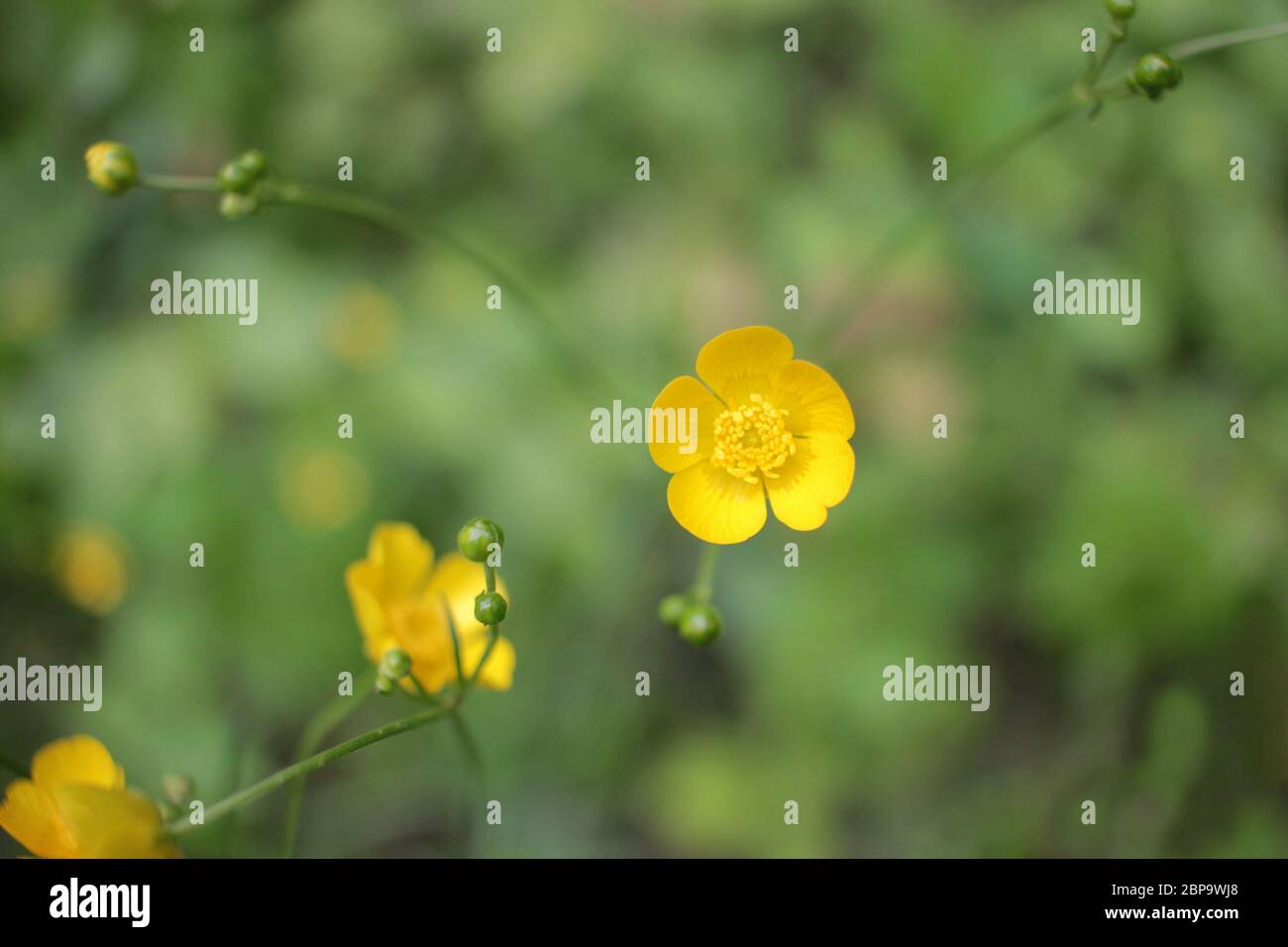 Schmetterlingsblume (Ranunculus bulbosus) blüht auf der Wiese. Nahaufnahme von gelben Wildblumen mit verschwommenem grünen Hintergrund. Stockfoto