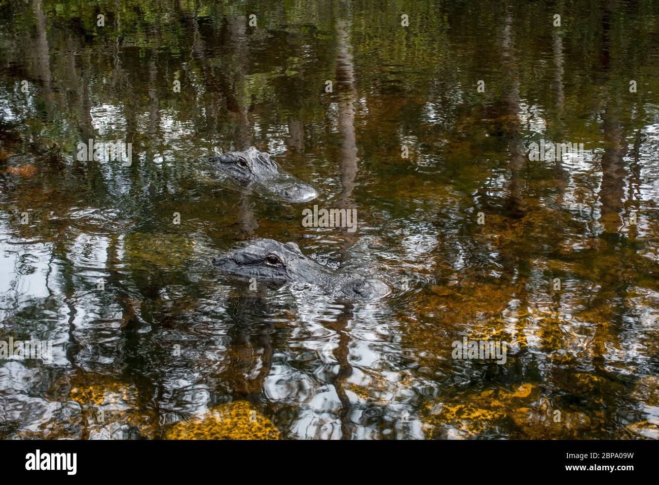American Alligator schwimmt in stillem Wasser tief in Zypressen Wald Sumpf, die Big Cypress Preserve, Everglades, Florida. Stockfoto