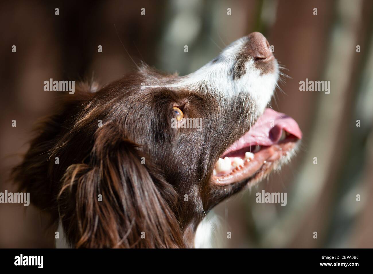 English Springer Spaniel, Seitenportrait, Detail Stockfoto
