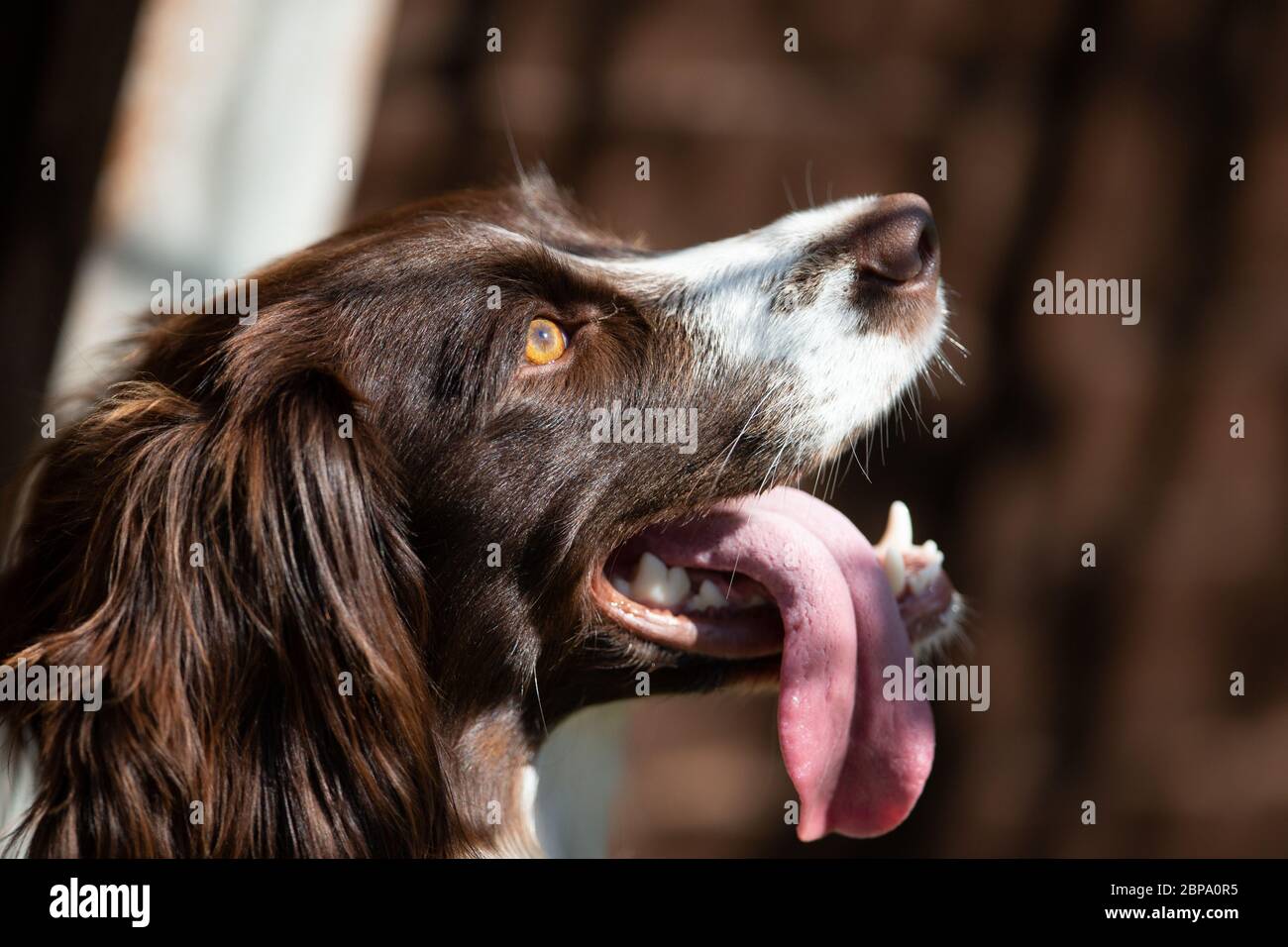 English Springer Spaniel, Seitenportrait, Detail Stockfoto