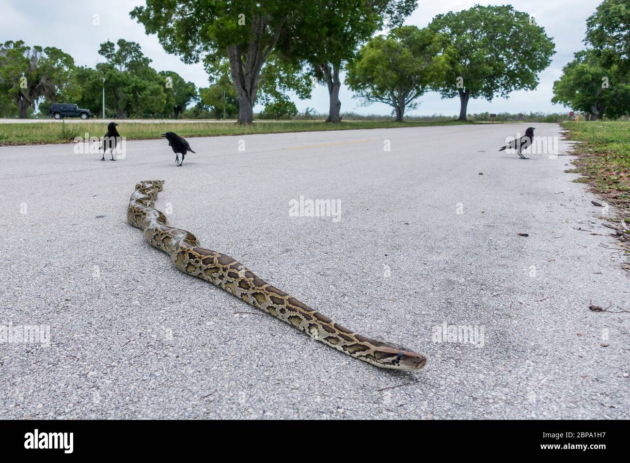 Eine etwa 1,2 m lange birmanische Python wird von Krähen belästigt, wenn sie den Parkplatz am Flamingo Marina, Everglades National Park, Florida, USA überquert Stockfoto