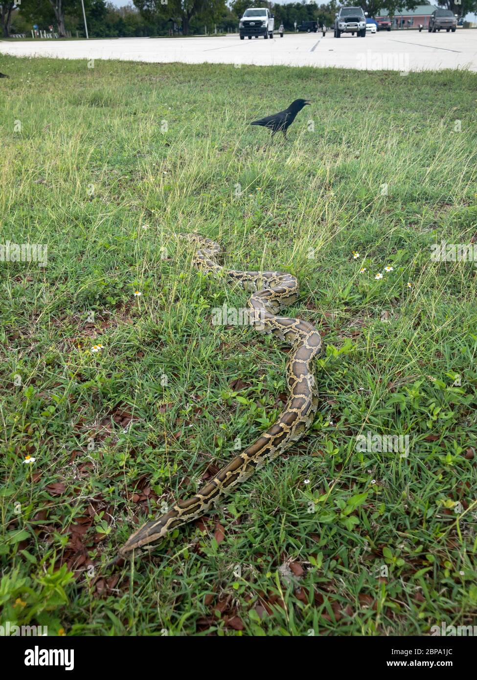 Eine etwa 1,2 m lange birmanische Python wird von Krähen belästigt, wenn sie den Parkplatz am Flamingo Marina, Everglades National Park, Florida, USA überquert Stockfoto