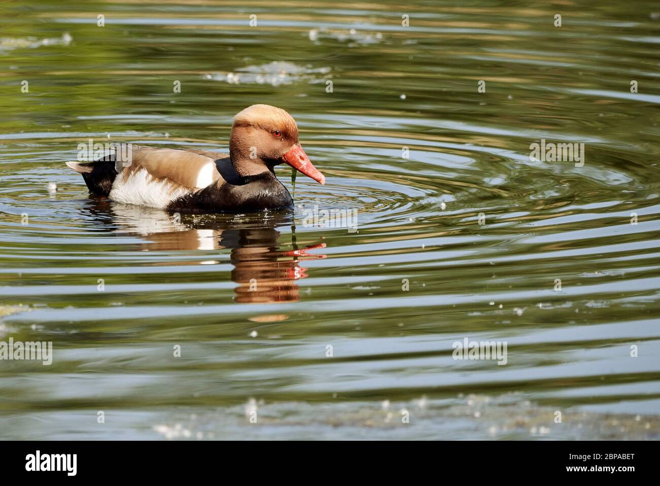 Männchen Rotkreppenkratzchen schwimmt im Wasser bei Wagbachniederung, Deutschland Stockfoto