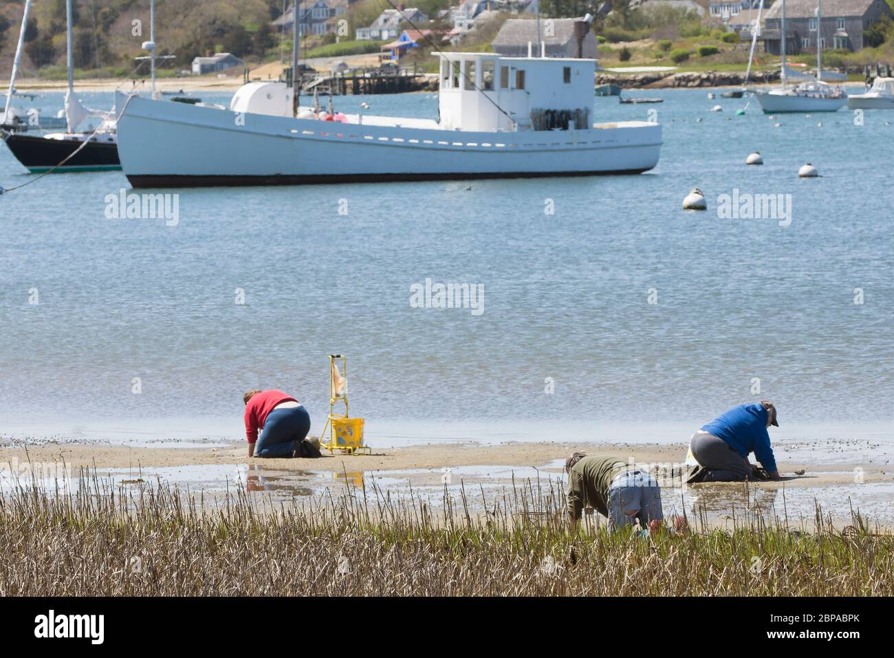 Clamming im Stage Harbor in Chatham, Massachusetts am Cape Cod, USA Stockfoto