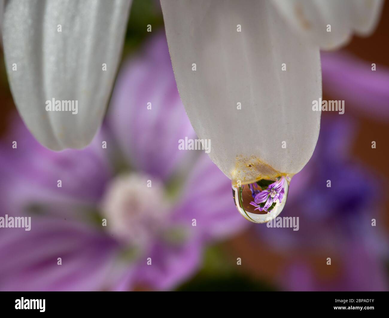 Drop schwebend auf dem Blatt eines Gänseblümchens. Stockfoto