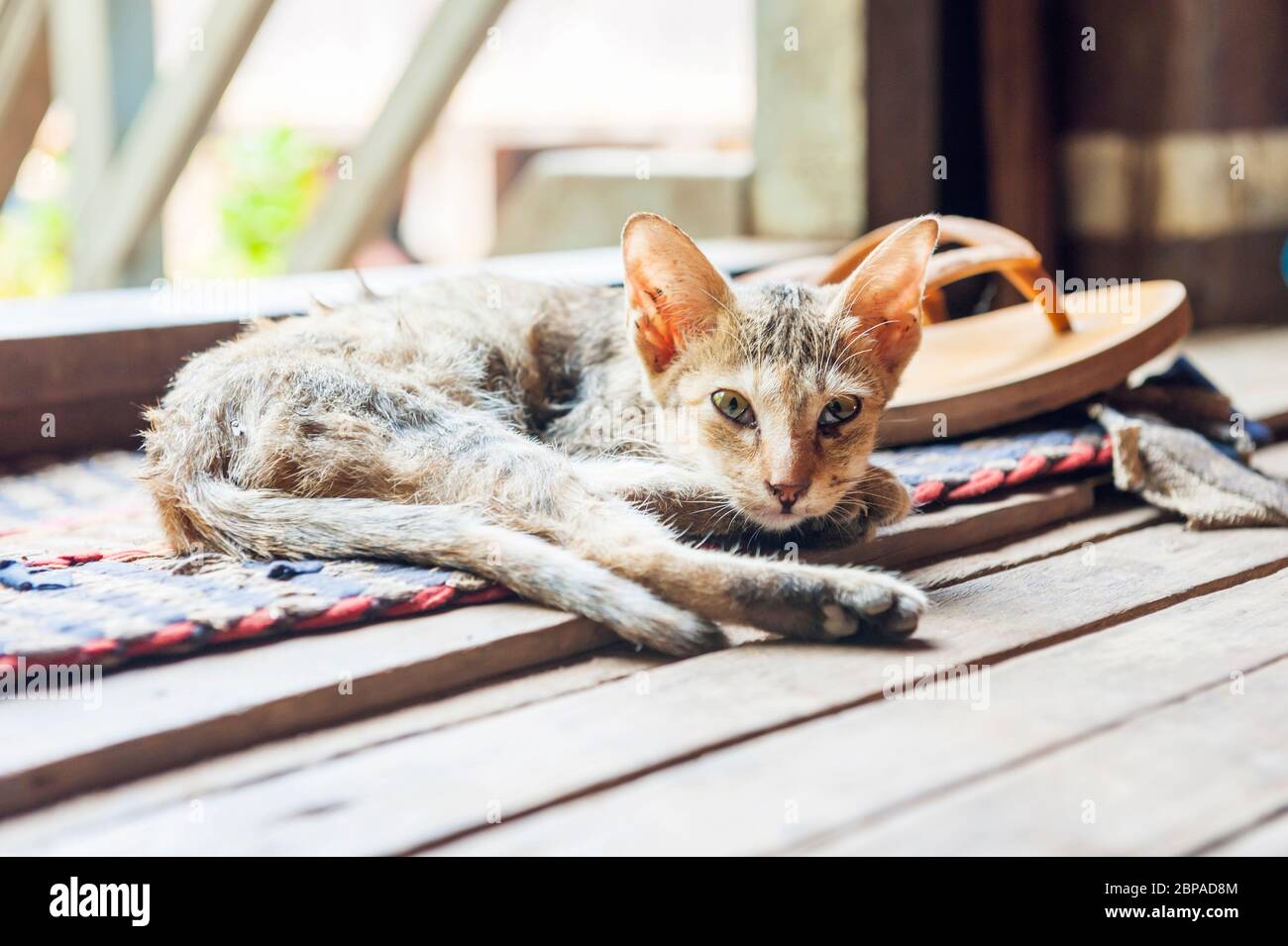 Katze auf einer Matte. Provinz Kampong Cham, Kambodscha, Südostasien Stockfoto