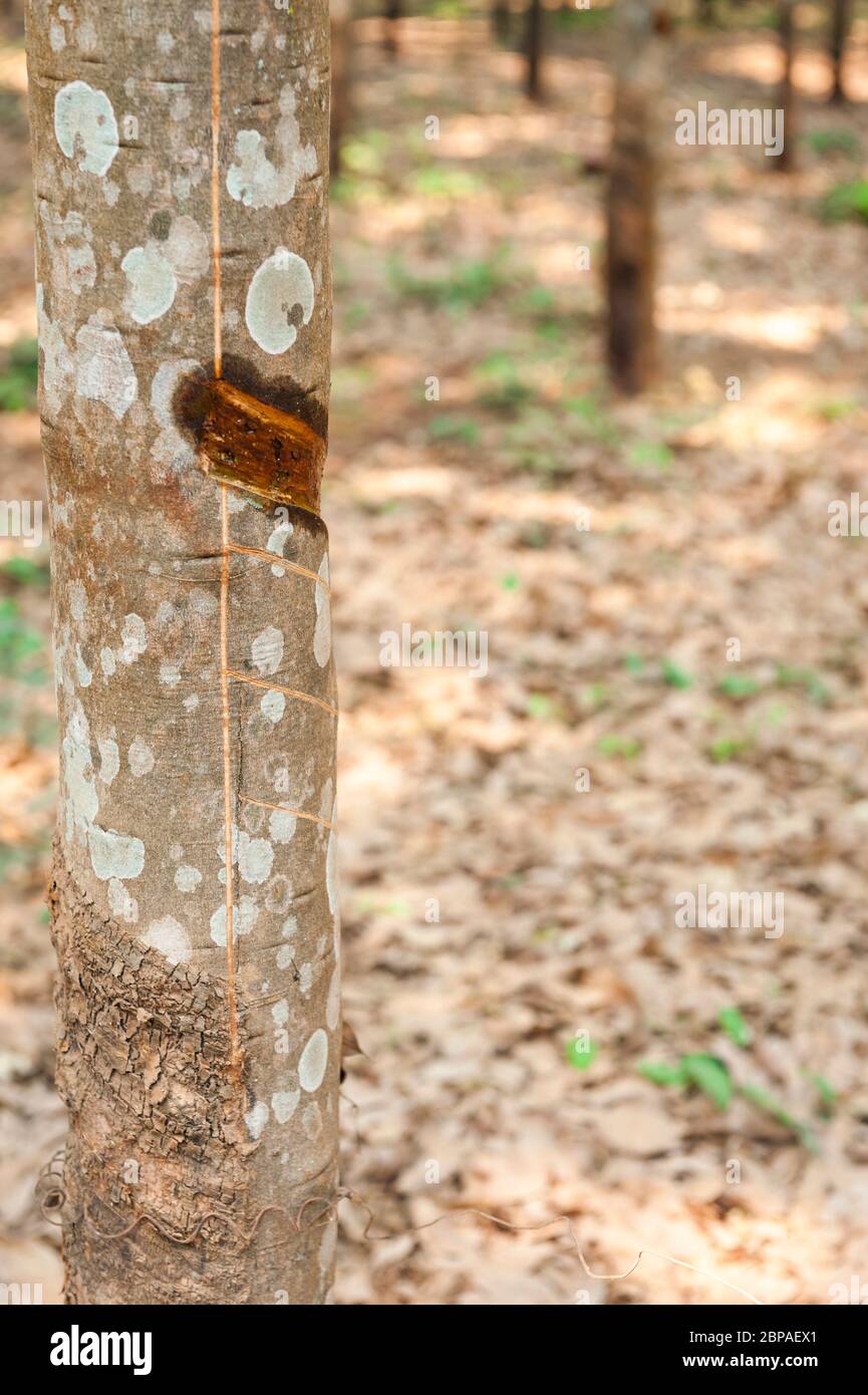 Einschnitte in die Rinde eines Gummibaums, Hevea brasiliensis in der Provinz Kampong Cham, Kambodscha, Südostasien Stockfoto