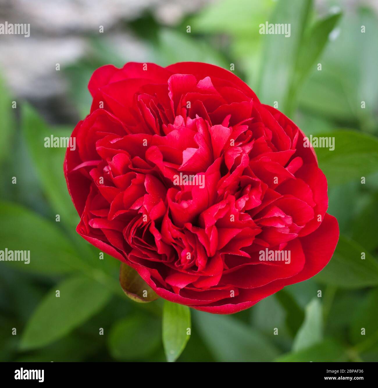 Eine rote gewöhnliche Pfingstrose Stockfoto