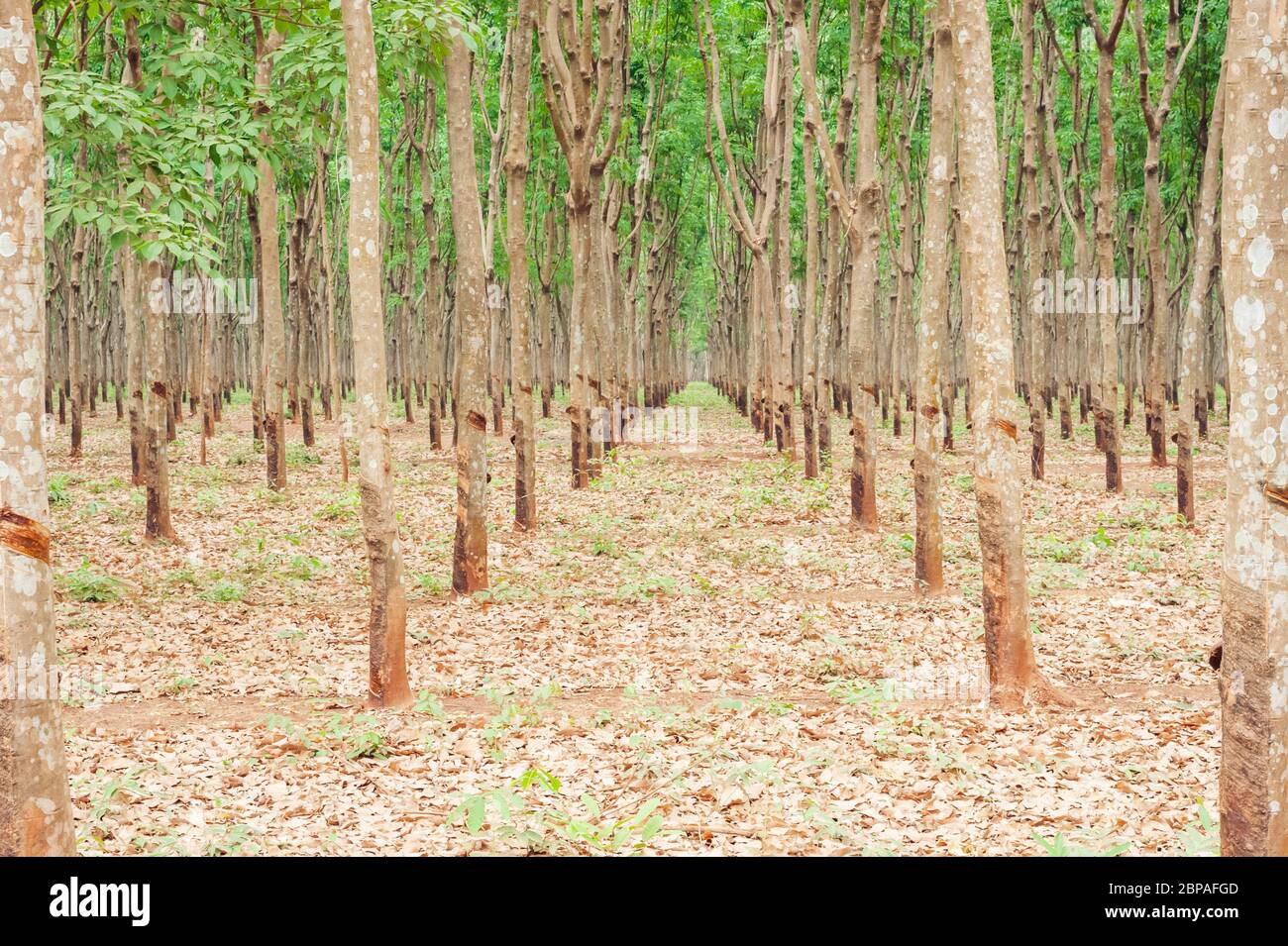 Gummibaum Plantage in Kampong Cham Provinz, Kambodscha, Sdostasien  Stockfotografie - Alamy
