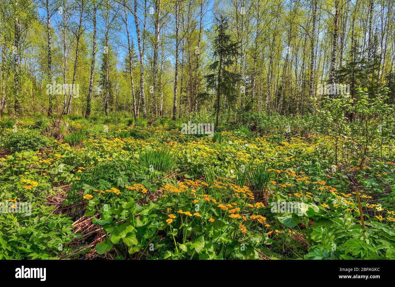 Lichtung mit gelben Wildblumen aus Sumpfmarigold, Königskasse (Caltha palustris) im Frühling Birkenwald. Frühe Frühlingslandschaft bei hellem sonnigen Tag, Siber Stockfoto