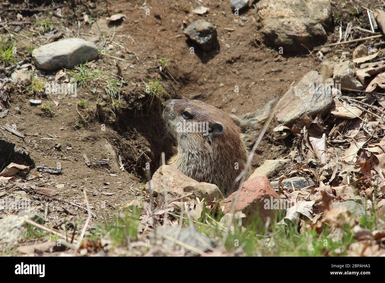 Holzspanner spähend aus dem Loch im Boden Stockfoto