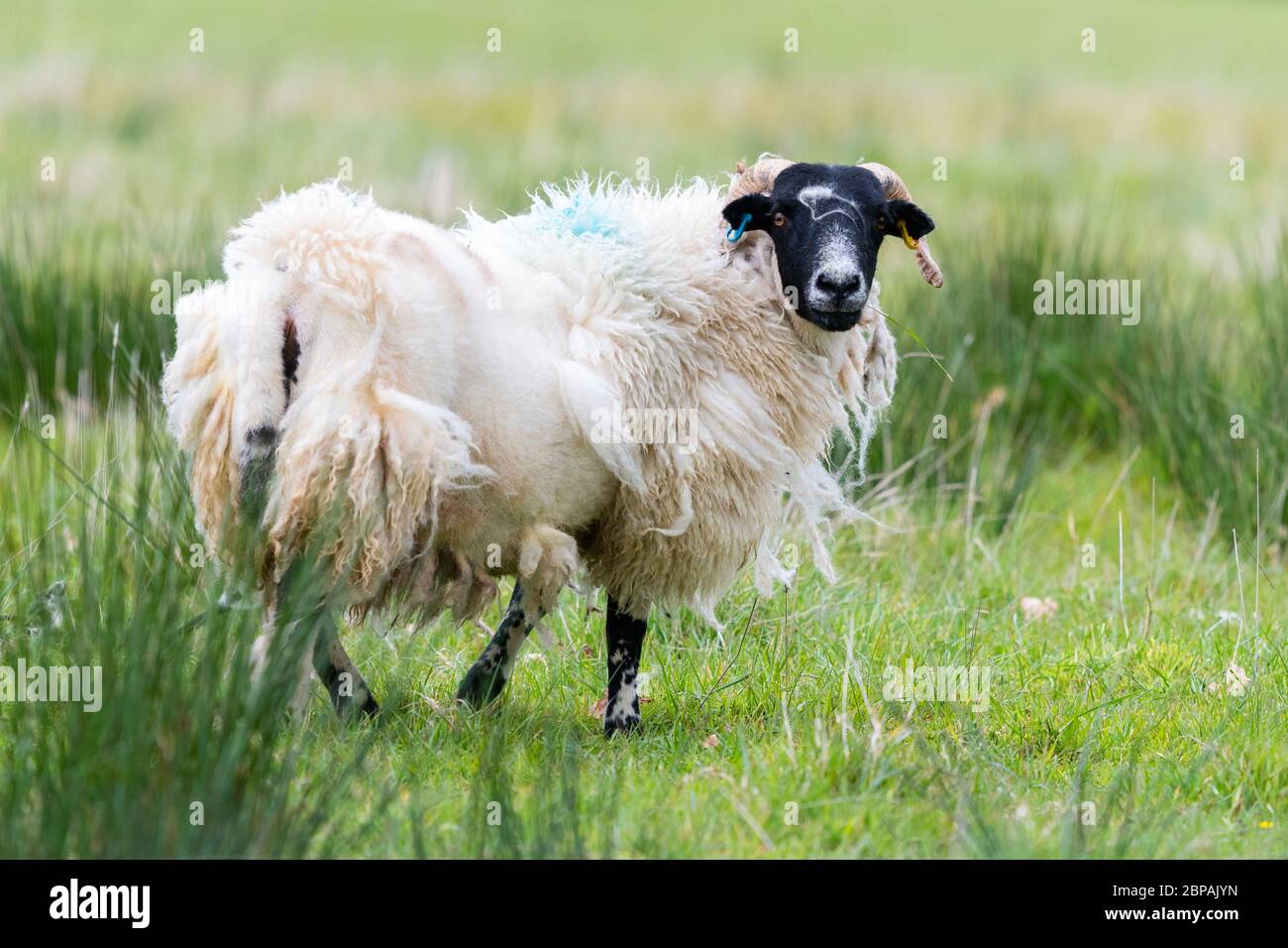 Häutung Schafe - uk Stockfoto