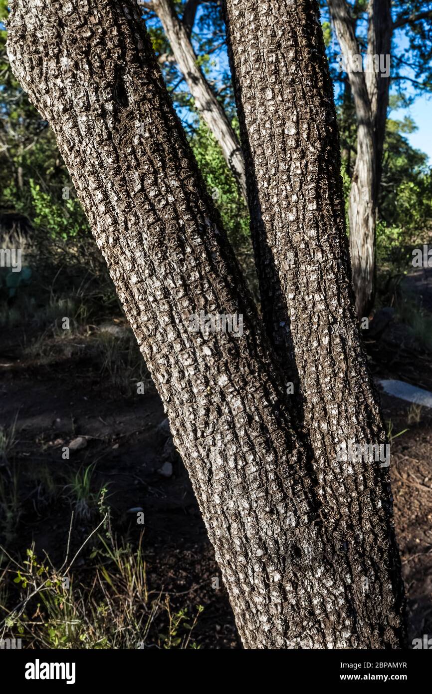 Alligator Juniper, Juniperus deppeana, blühend auf dem Oak Grove Campground im Lincoln National Forest in den Sacramento Mountains in New Mexico, USA Stockfoto