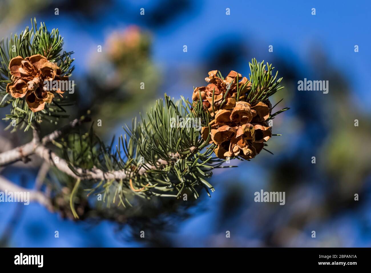 Pinyon Pine, Pinus edulis, Baum mit Zapfen und Nadeln in Oak Grove Campground in Lincoln National Forest, Sacramento Mountains, New Mexico, USA Stockfoto