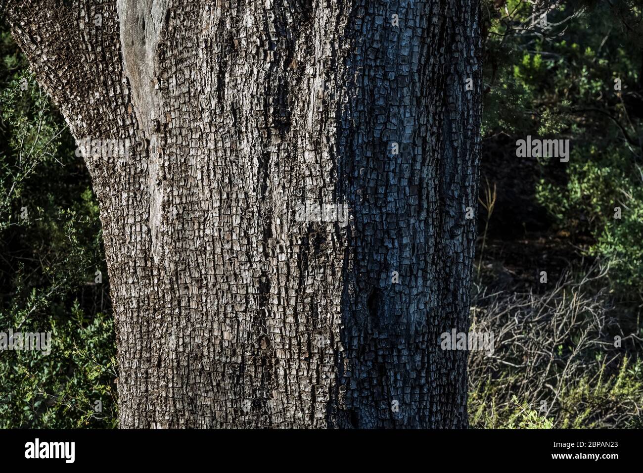 Alligator Juniper, Juniperus deppeana, blühend auf dem Oak Grove Campground im Lincoln National Forest in den Sacramento Mountains in New Mexico, USA Stockfoto