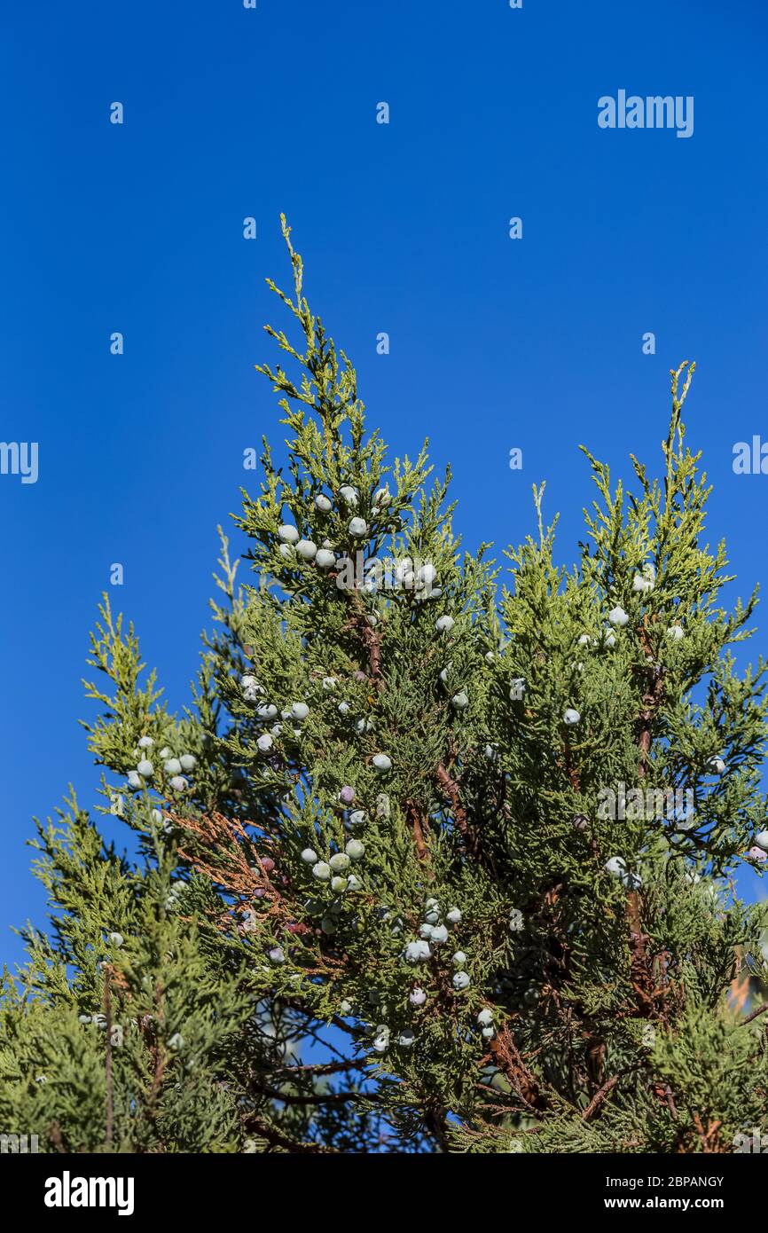 Alligator Wacholder, Juniperus deppeana, mit seinen beerenartigen Zapfen, gedeiht auf dem Oak Grove Campground im Lincoln National Forest im Sacramento Mounta Stockfoto