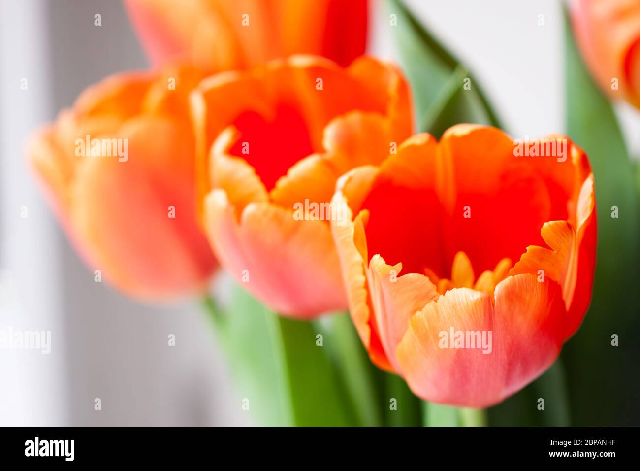 Tulpenblume in der Nähe. Unglaubliche orange Farbe, natürliche Schönheit der Details. Das Konzept des Frühlings, der Weiblichkeit, der Sinnlichkeit. Stockfoto