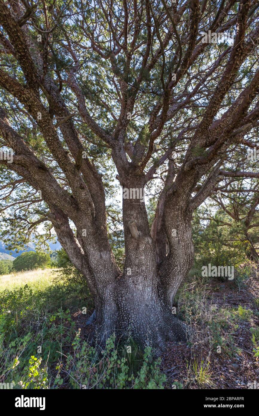 Alligator Juniper, Juniperus deppeana, blühend auf dem Oak Grove