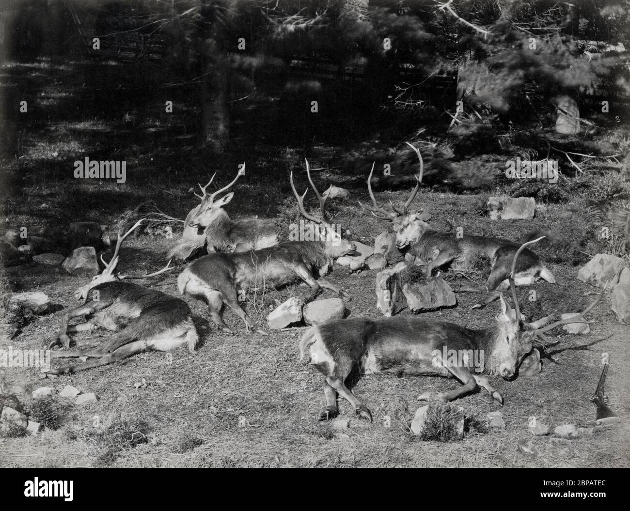 Wildjagd - Gruppe von Hirschen Hirsche erschossen in Schottland Stockfoto