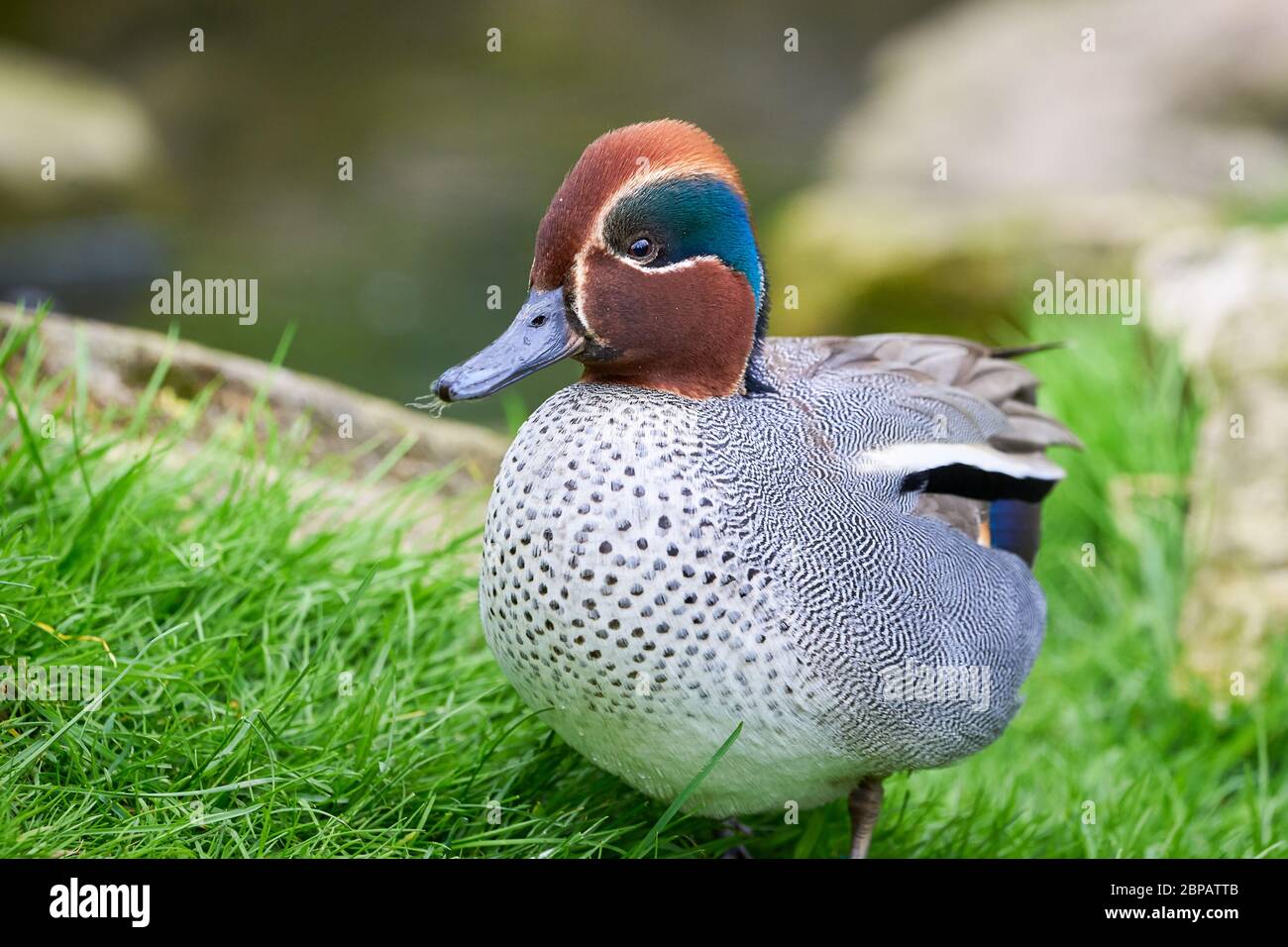 Eurasischer Seeteup (Anas crecca), gewöhnlicher Seeteup Stockfoto