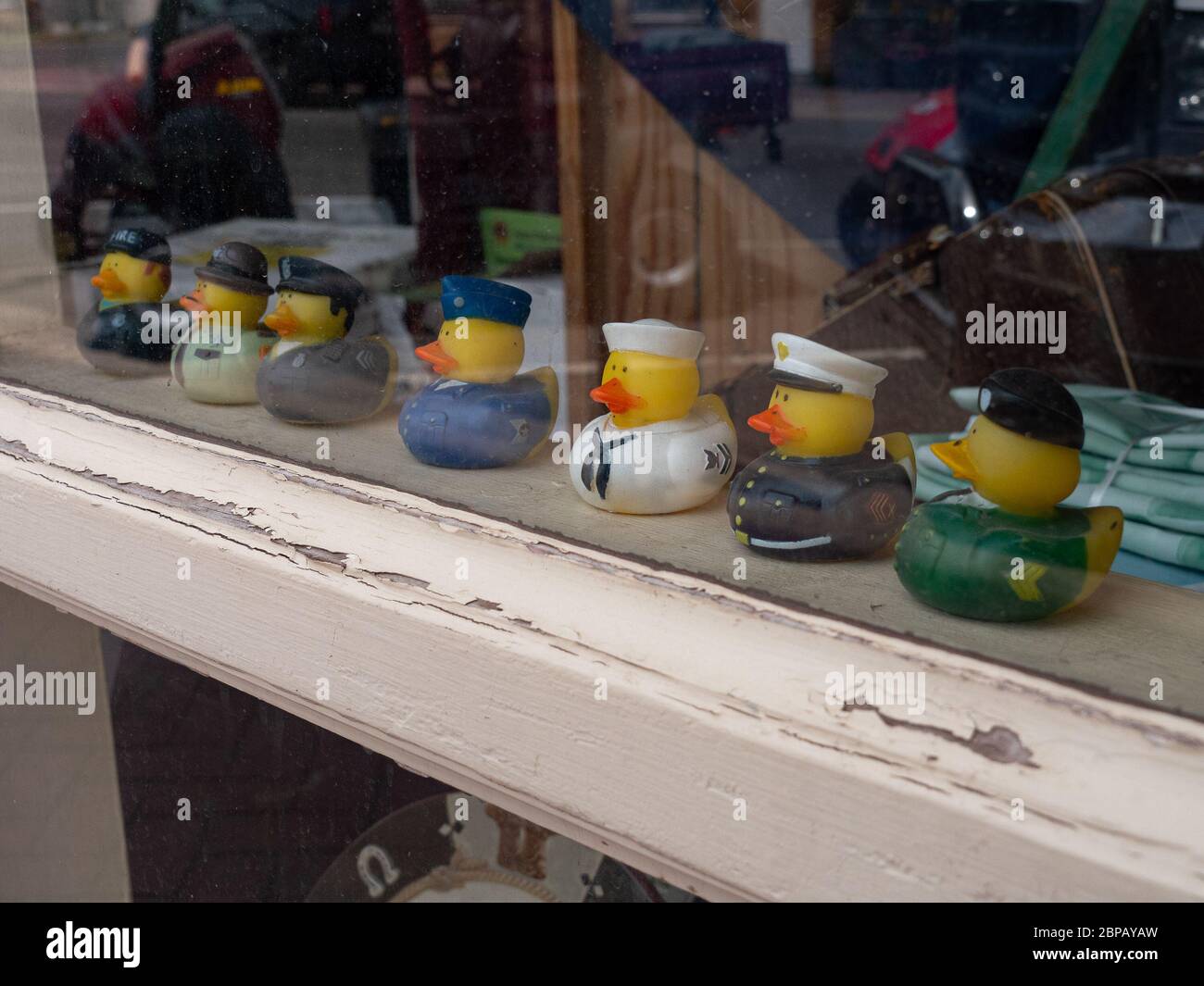 Kleine Gummienten in verschiedenen Outfits aufgereiht in einem Schaufenster. Stockfoto