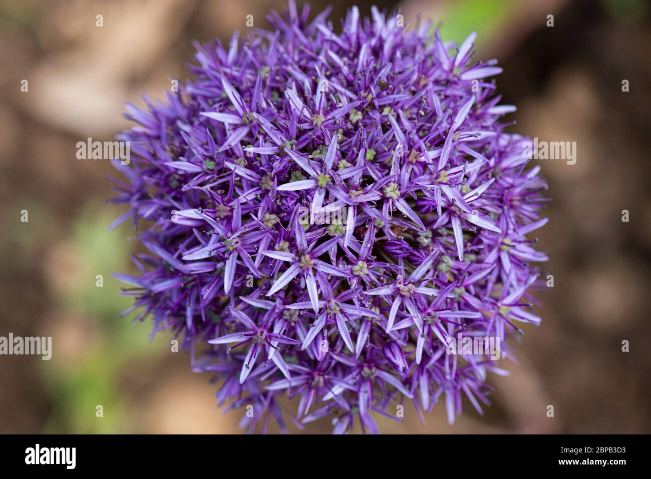 Die Blume Leiter einer Allium 'Globemaster' Stockfoto