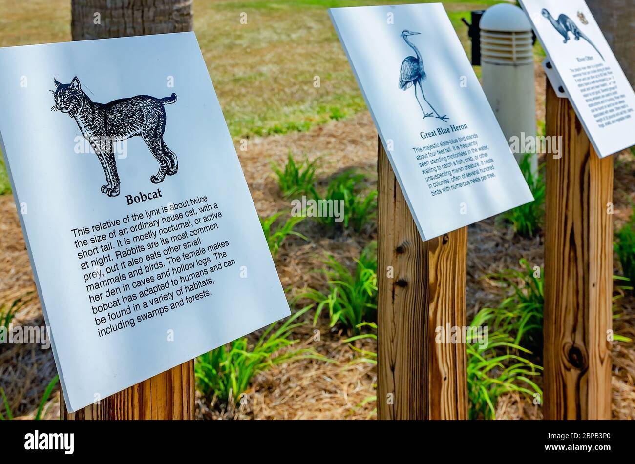 Eine pädagogische Ausstellung im Florida Welcome Center gibt Touristen Informationen über einheimische Tiere, die sie während des Aufenthalts im Staat begegnen können. Stockfoto