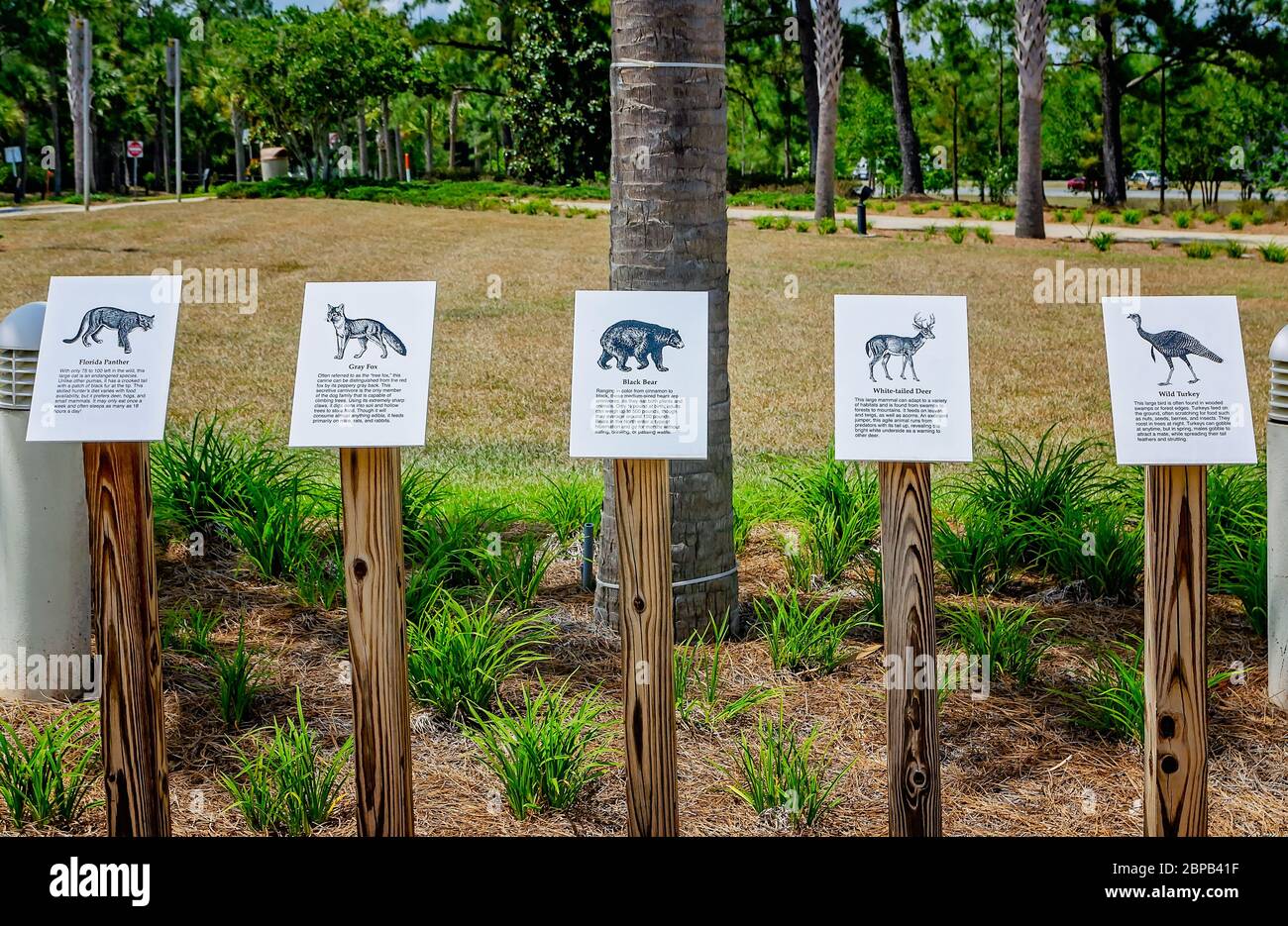 Eine pädagogische Ausstellung im Florida Welcome Center gibt Touristen Informationen über einheimische Tiere, die sie während des Aufenthalts im Staat begegnen können. Stockfoto