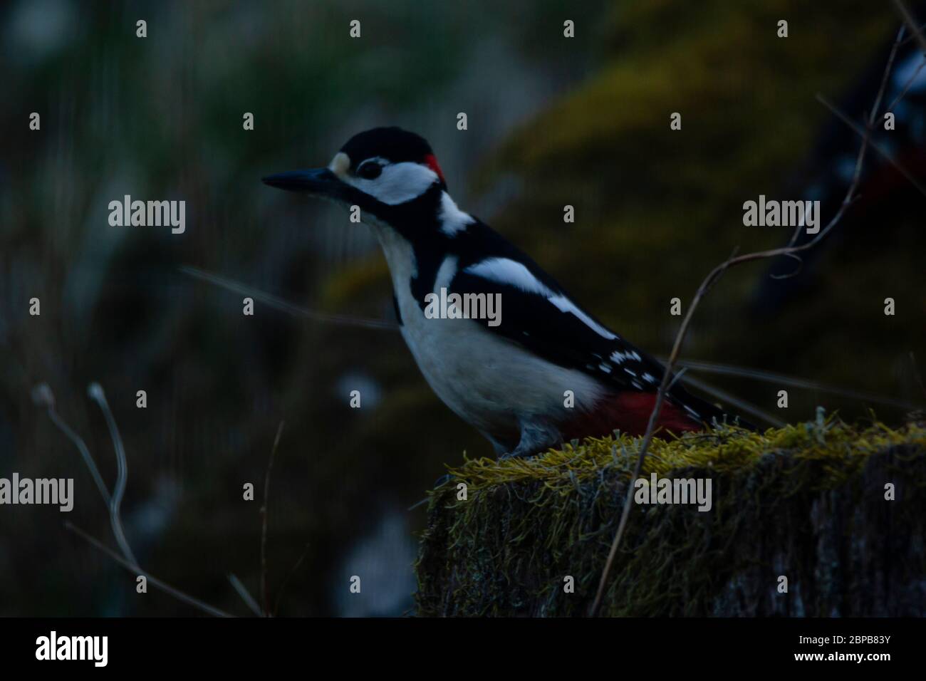 Buntspecht steht auf einem moosbedeckten Baumstamm und lehnt sich nach vorne. Stockfoto