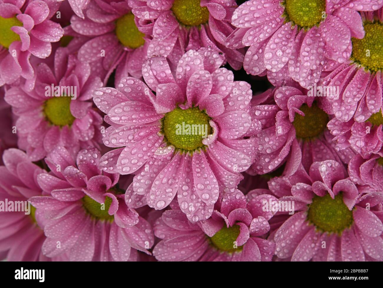 Nahaufnahme Hintergrundmuster aus frischen rosa Chrysanthemen oder marguerite Blumen mit Wassertropfen nach dem Regen, erhöhte Ansicht von oben, direkt oben Stockfoto